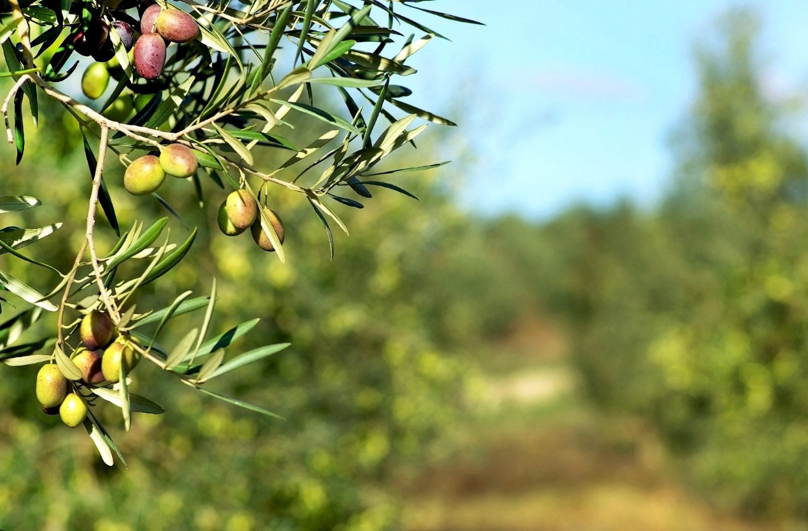 Tisto, res pravo domače ekstra deviško olivno olje iz slovenske Istre ina okus po tradiciji in kakovosti